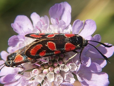 Insekt des Jahres 2008 - Das Krainer Widderchen - Zygaena carniolica ©Bernd Haynold (cc-by-sa-2.5)